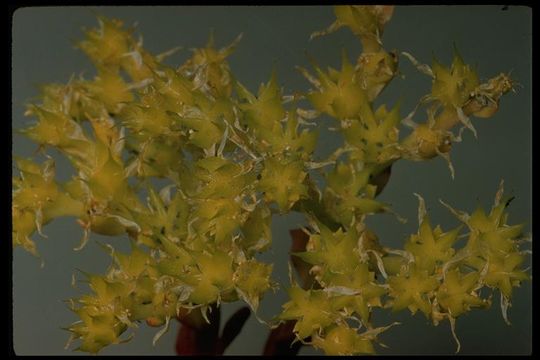 Imagem de Sedum spathulifolium Hook.