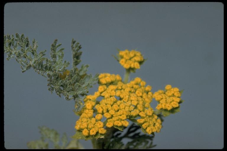 Image of common lomatium