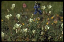 Image of foothill meadowfoam