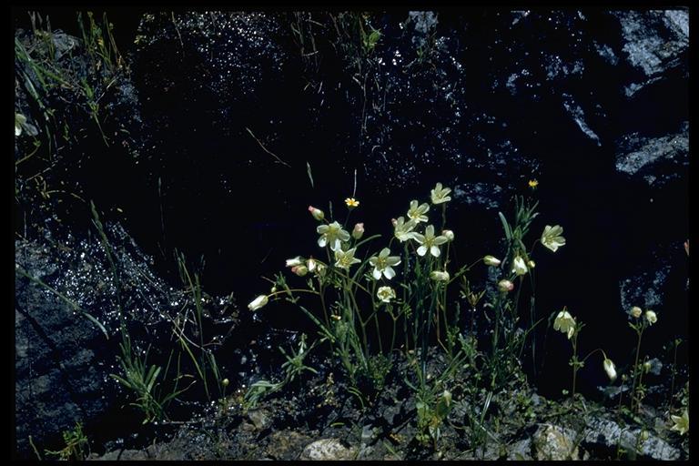 Image of foothill meadowfoam