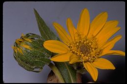 Wyethia angustifolia (DC.) Nutt. resmi