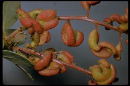 Arctostaphylos viscida subsp. mariposa (Dudley) P. V. Wells resmi