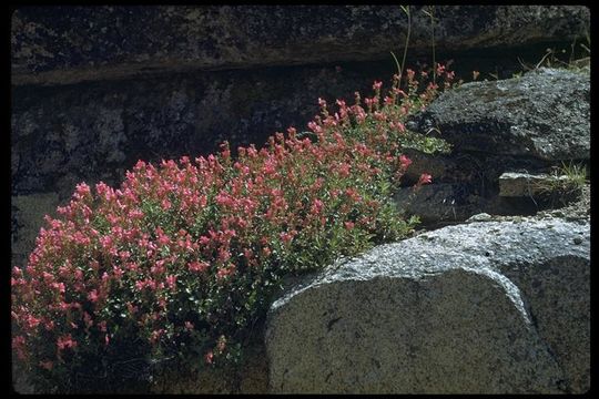 Слика од Penstemon newberryi Gray