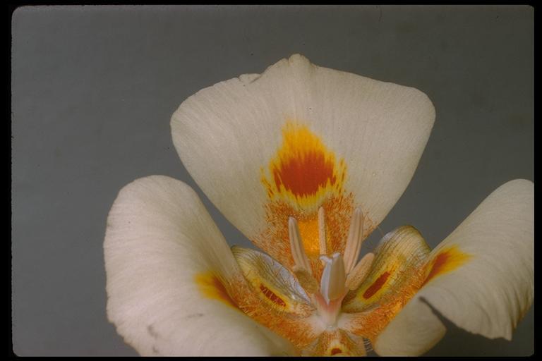 Image de Calochortus venustus Douglas ex Benth.