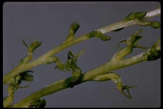 Image of Canyon Bog Orchid