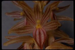 Image of Striped coralroot