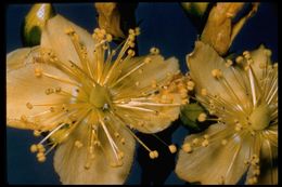 Image of Scouler's St. John's-Wort