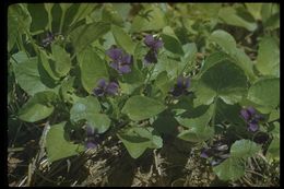 Image of Early Blue (Hook) Violet