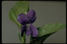 Image of Early Blue (Hook) Violet