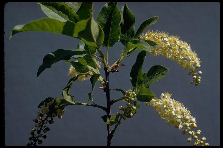 Sivun Prunus virginiana var. demissa (Nutt.) Torr. kuva