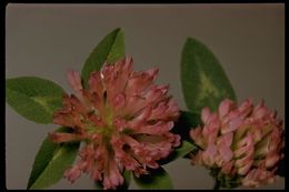 Image of Red Clover