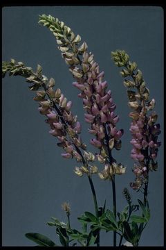 Image of big-leaved lupine