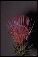 Image of rose thistle