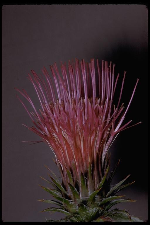 Image of rose thistle
