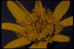 Wyethia angustifolia (DC.) Nutt. resmi