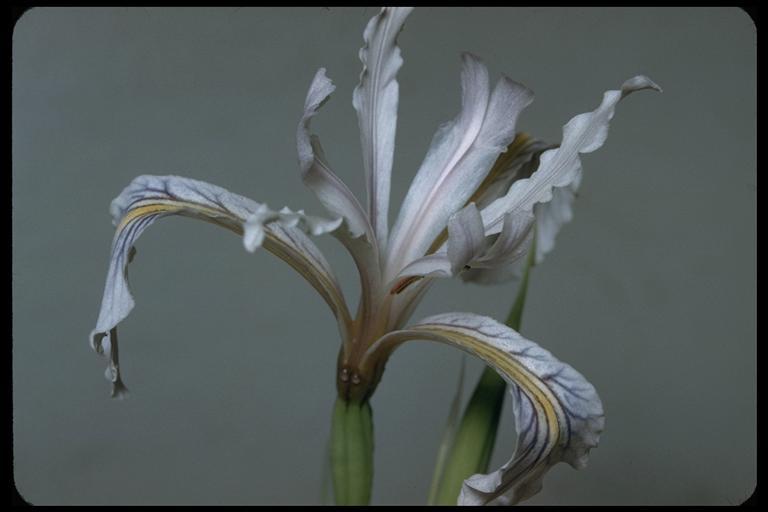 Image of rainbow iris