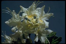 صورة Rhododendron occidentale (Torr. & Gray) A. Gray