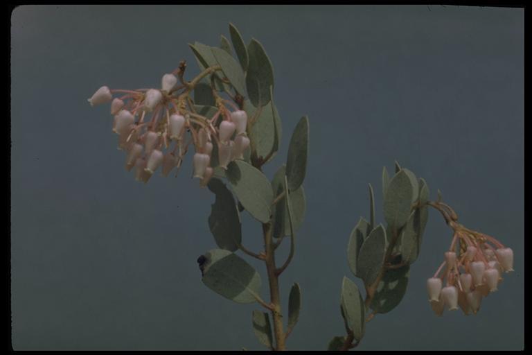 Arctostaphylos viscida subsp. mariposa (Dudley) P. V. Wells resmi