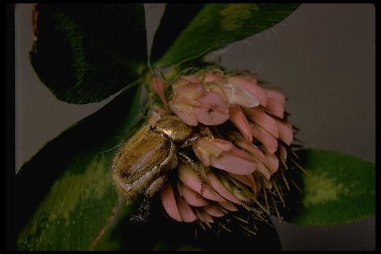 Image of scarab beetles