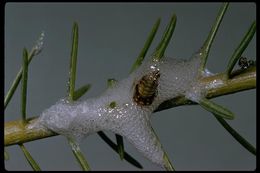 Image of froghoppers