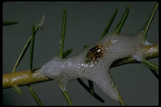 Image of froghoppers