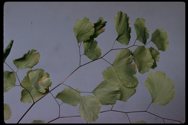 Imagem de Adiantum jordanii Müll. Hal.