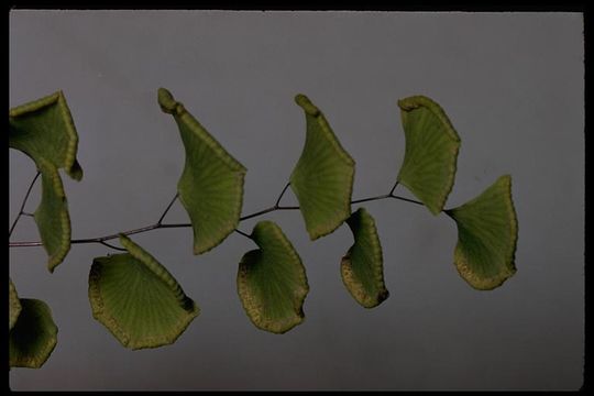 Image of California maidenhair