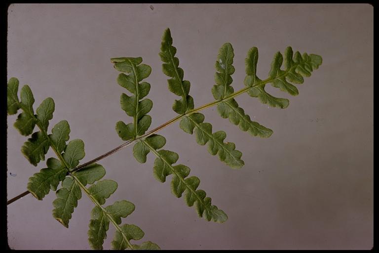 Image of goldback fern