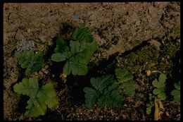 Image of goldback fern