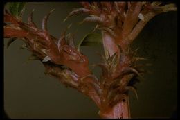 Image of white amaranth, white pigweed