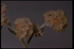 Image of pink spineflower