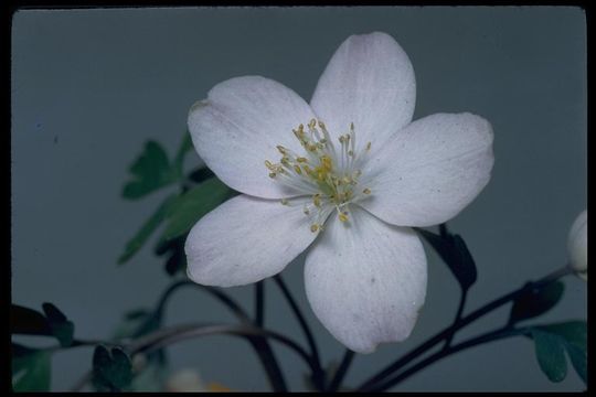 Image of western false rue anemone