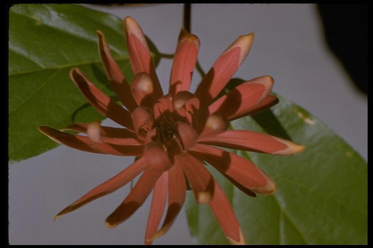 Image of western sweetshrub