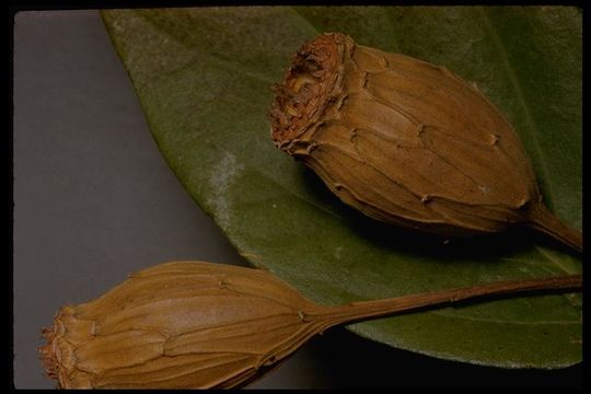 Image of western sweetshrub