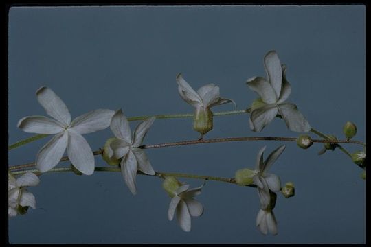 Image of hillside woodland-star