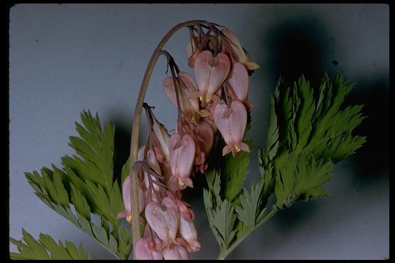 Image of Pacific bleeding heart