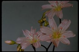 Image of Congdon's lewisia