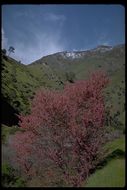 Cercis canadensis var. texensis (S. Watson) M. Hopkins resmi