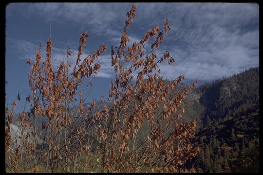 Слика од Cercis canadensis var. texensis (S. Watson) M. Hopkins