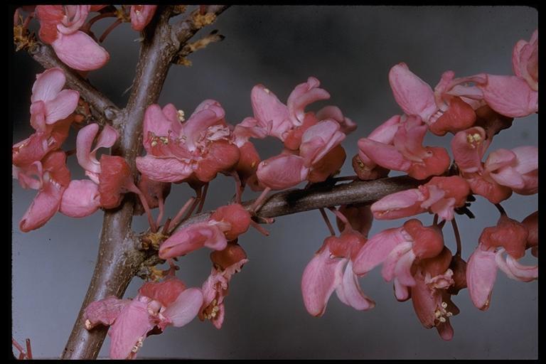 Cercis canadensis var. texensis (S. Watson) M. Hopkins resmi