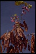 Cercis canadensis var. texensis (S. Watson) M. Hopkins resmi