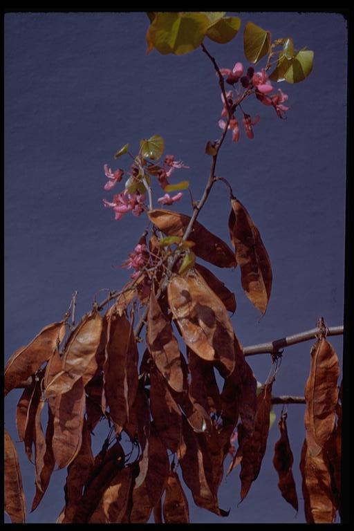 Cercis canadensis var. texensis (S. Watson) M. Hopkins resmi