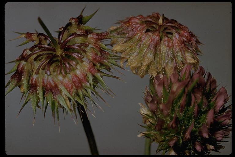 Слика од Trifolium ciliolatum Benth.