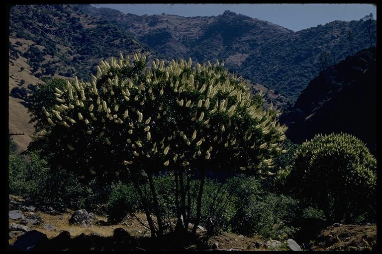 Aesculus californica (Spach) Nutt. resmi