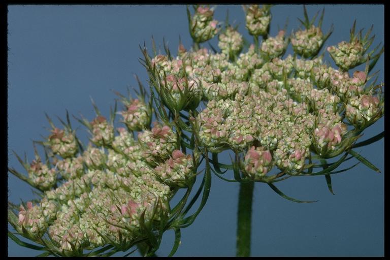 Image of Queen Anne's lace