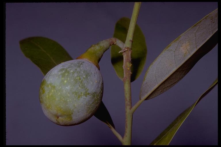 Umbellularia californica (Hook. & Arn.) Nutt. resmi