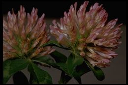 Image of Red Clover