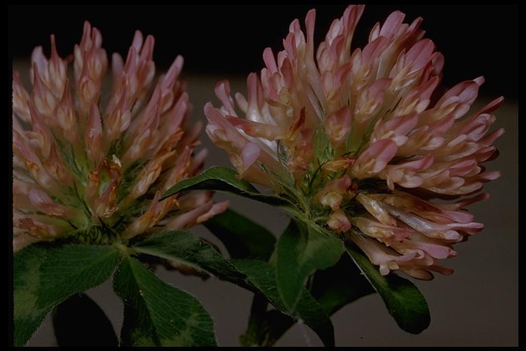 Image of Red Clover