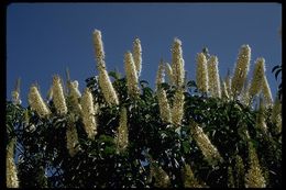 Aesculus californica (Spach) Nutt. resmi