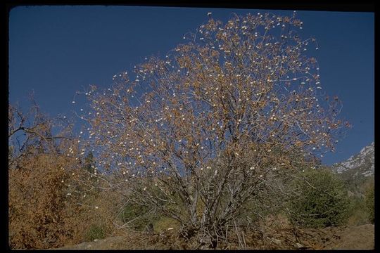 Aesculus californica (Spach) Nutt. resmi